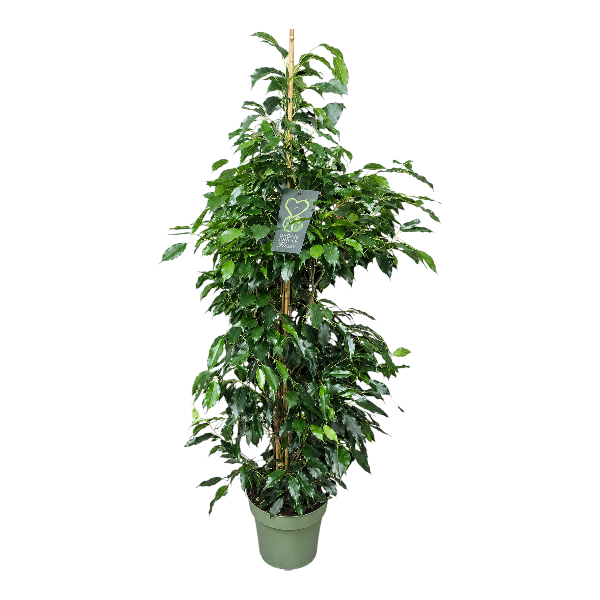 Ficus Benjamina Danielle 27