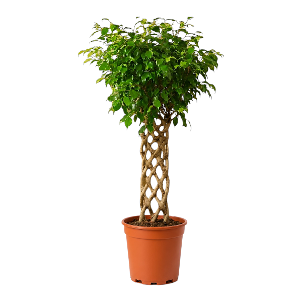 Ficus Benjamina Mat