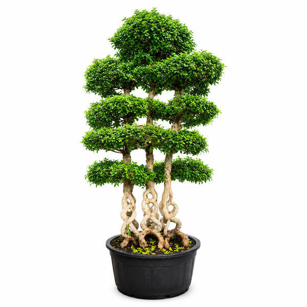 Ficus bonsai in shallow pot H260cm