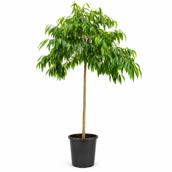 Ficus amstel King H250cm