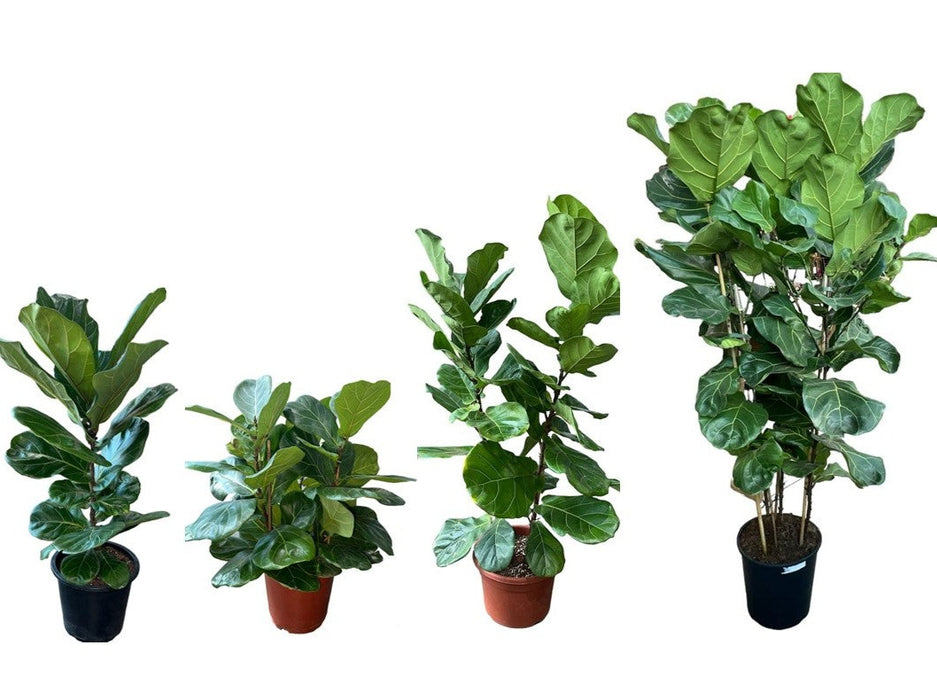 Ficus Lyrata H140-150cm