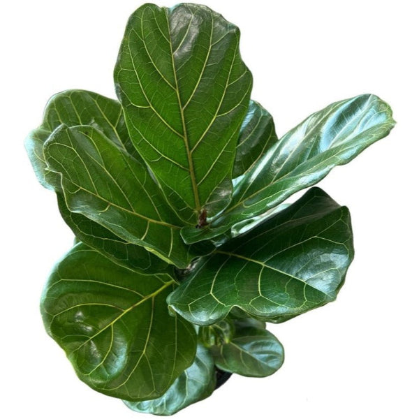 Ficus lyrata 150cm