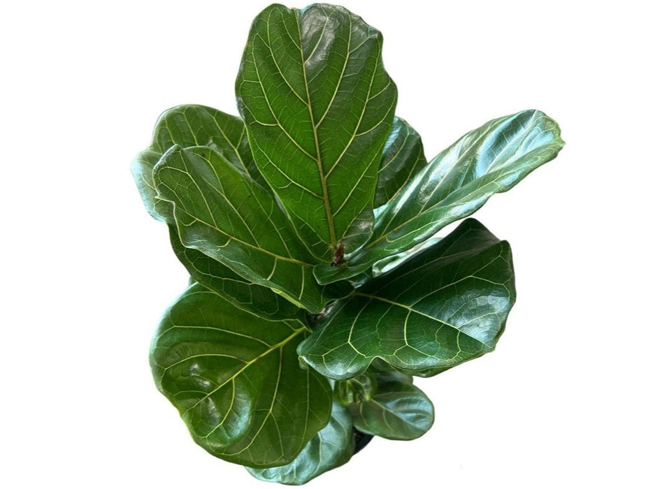 Ficus Lyrata H140-150cm