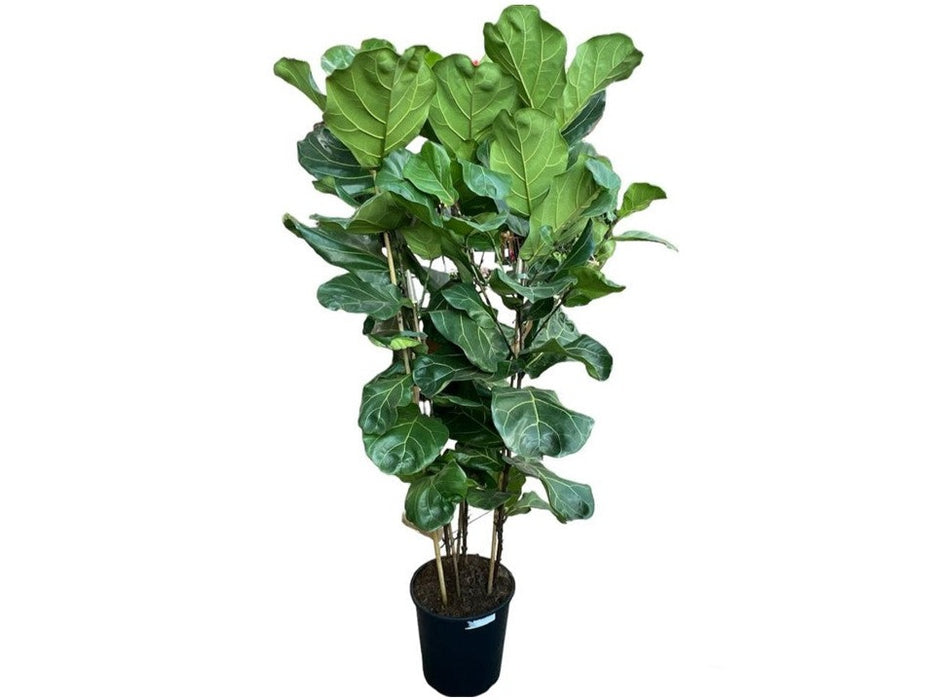 Ficus Lyrata H140-150cm