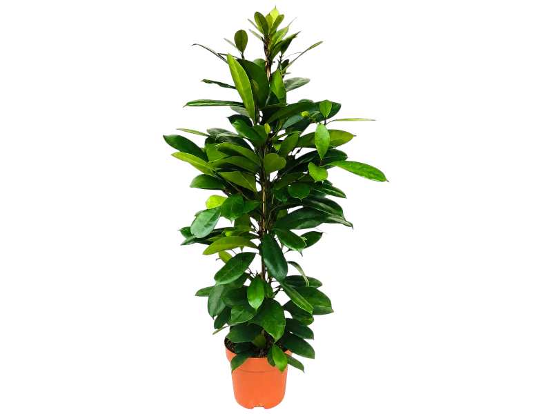 Ficus cyathistipula
