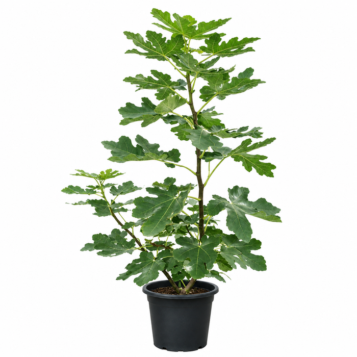 Ficus Carica 'Fig Tree' P12 فيكس كاريكا 'شجرة التين' P12