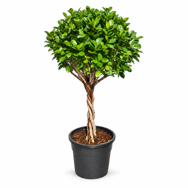 Ficus Panda Twisted فيكس باندا تويستد