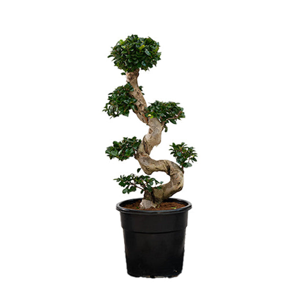 Ficus Ginseng S-shape