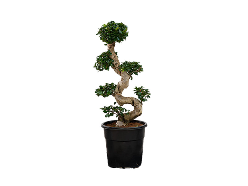 Ficus Ginseng S-shape