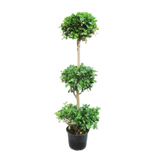 Ficus Panda 3 Heads