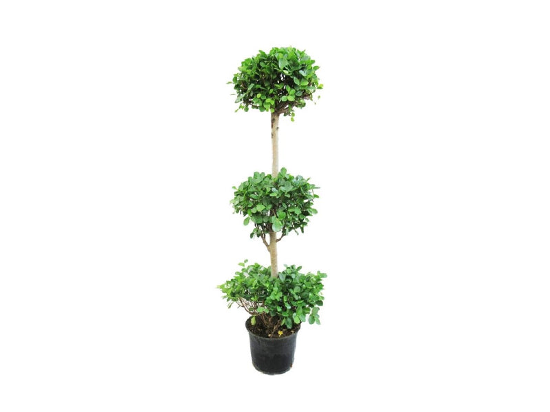 Ficus Panda 3 Heads