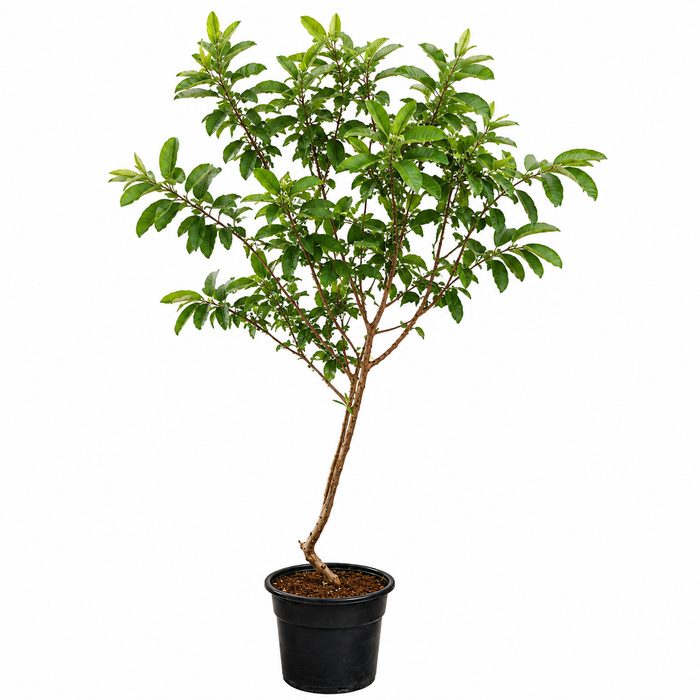 Psidium guajava H200cm