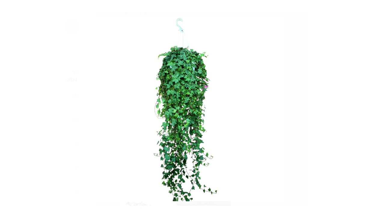 Hedera helix (English Ivy) Hanging