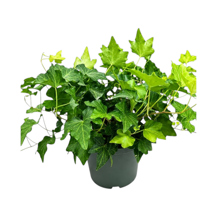 Hedera Helix Mix 'Table top' 'P13