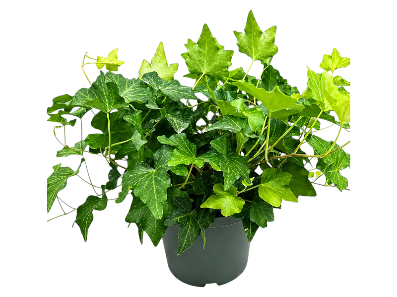 Hedera Helix Mix 'Table top' 'P13