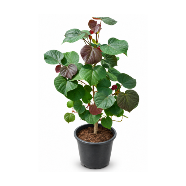 Hibiscus tiliaceus H