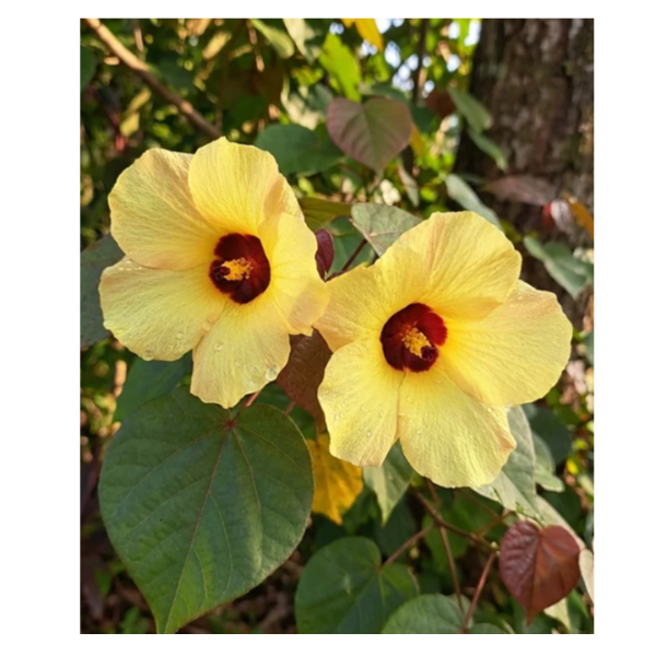 Hibiscus tiliaceus H