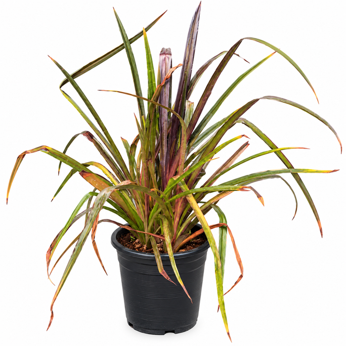 Hymenocallis 6L