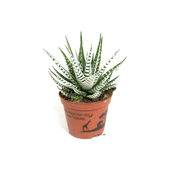Haworthia Fasciata Alba