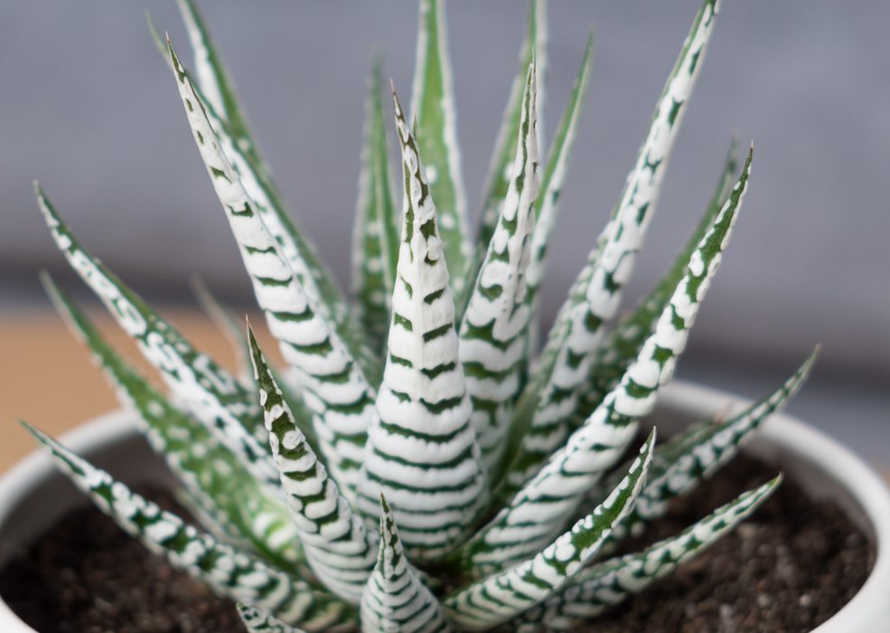 Haworthia Fasciata Alba