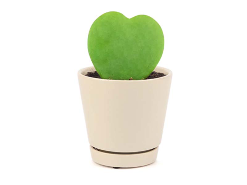 Hoya Kerrii Heart Shaped Plant 10-15cm