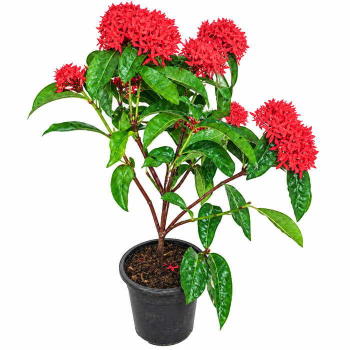 Ixora Coccinea 'P8 إكسورا كوكسينيا 'P8
