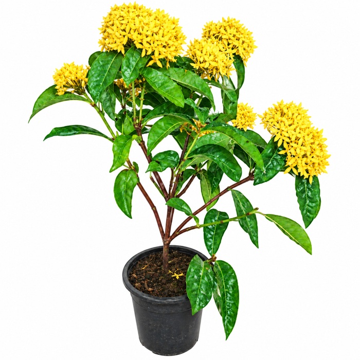 Ixora Coccinea إكسورا كوكسينيا