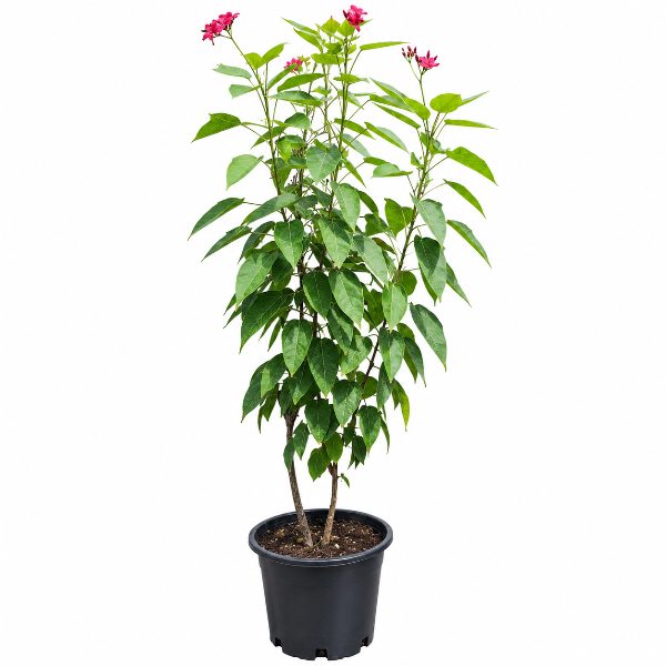 Jatropha integerrima H100