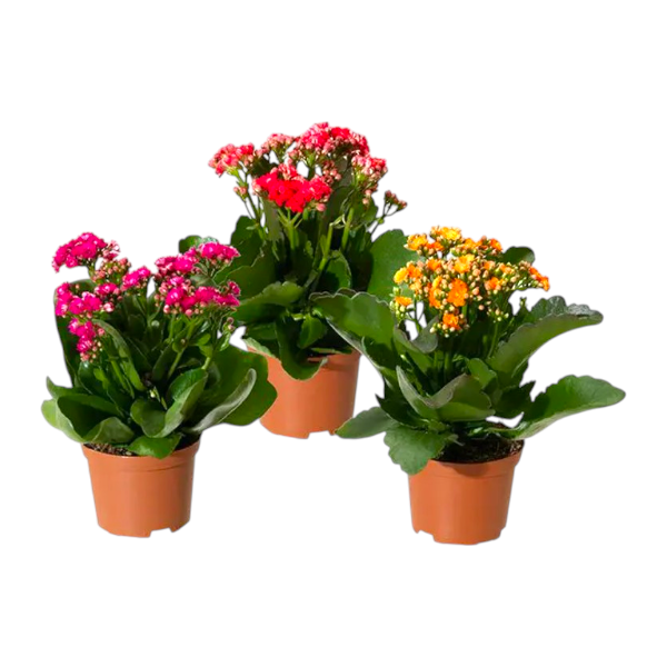 Kalanchoe - Mixed Colour
