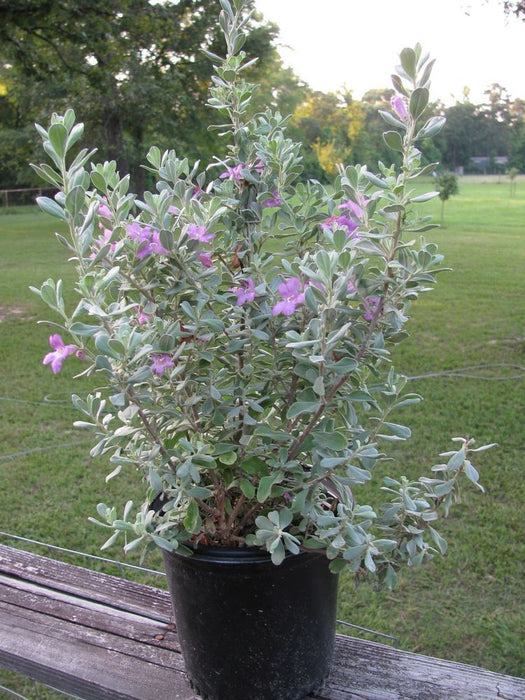 Leucophyllum frutescens