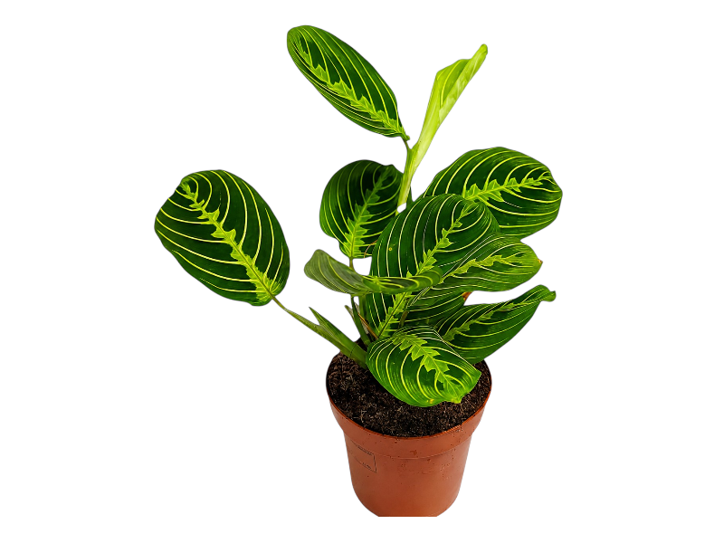 Maranta Leuconeura