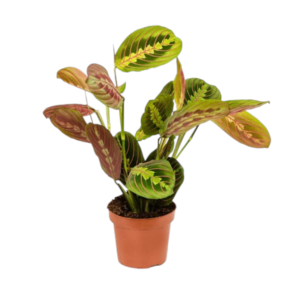 Maranta leuc fascinator