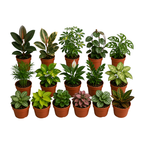 Mini mix plants