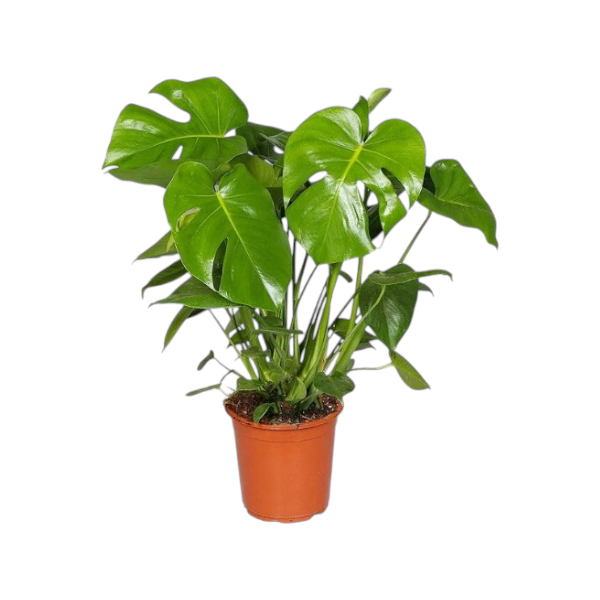 Monstera Deliciosa 'P17