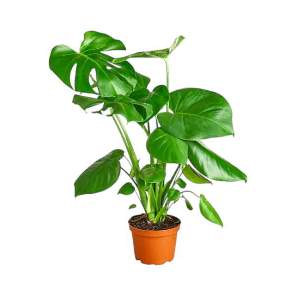 Monstera Deliciosa