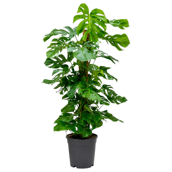 Monstera deliciosa hyrdoplant