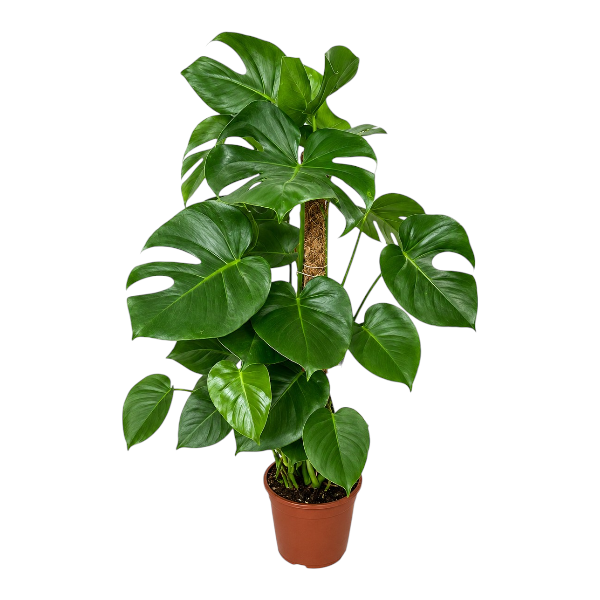 Monstera deliciosa P34