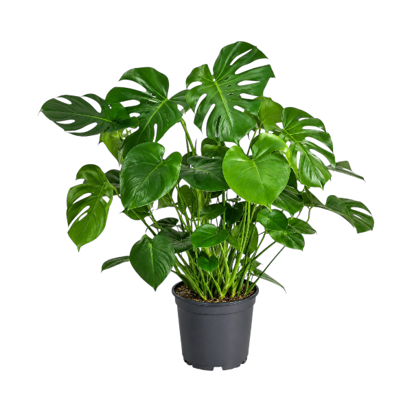 Monstera deliciosa H80cm
