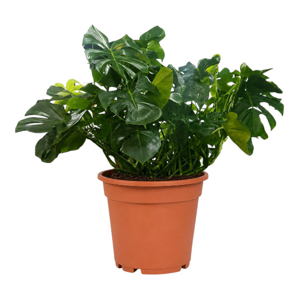 Monstera Deliciosa Bushy