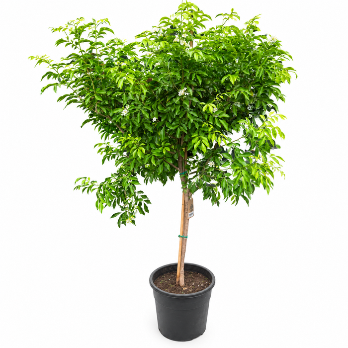 Murraya Paniculata H150cm