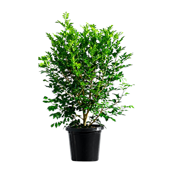 Murraya paniculata 'P10