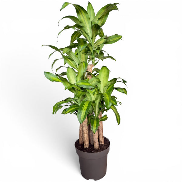 Dracaena massangeana Carousel 7pp