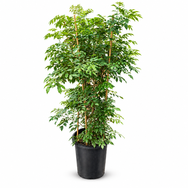 Murraya paniculata in stick H160cm نبات موريا بانيكولاتا في غصن، ارتفاعه 160 سم