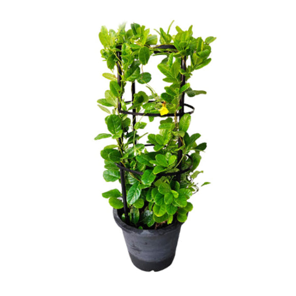 Mandevilla Splendens