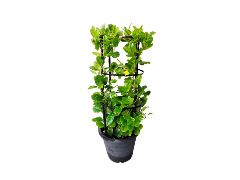 Mandevilla Splendens