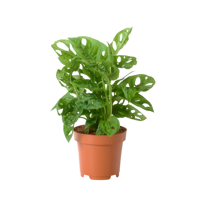 Monstera obliqua 'P12