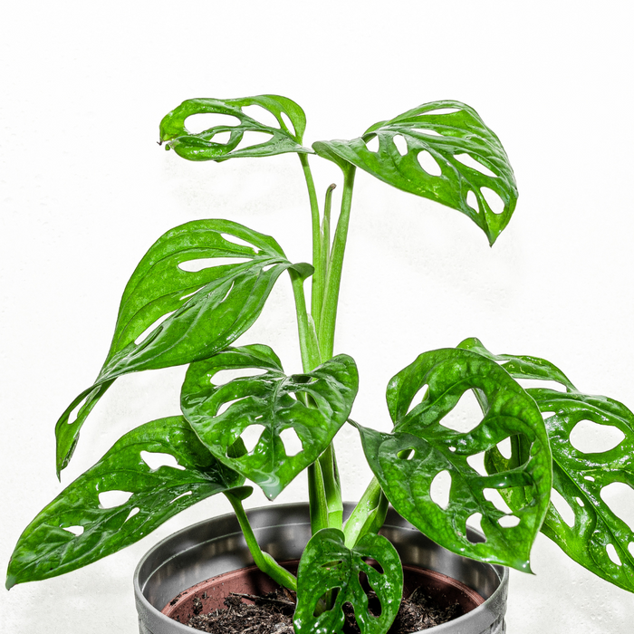 Monstera obliqua 'P12