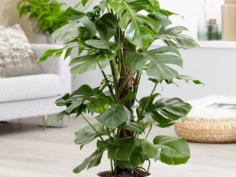 Monstera Deliciosa