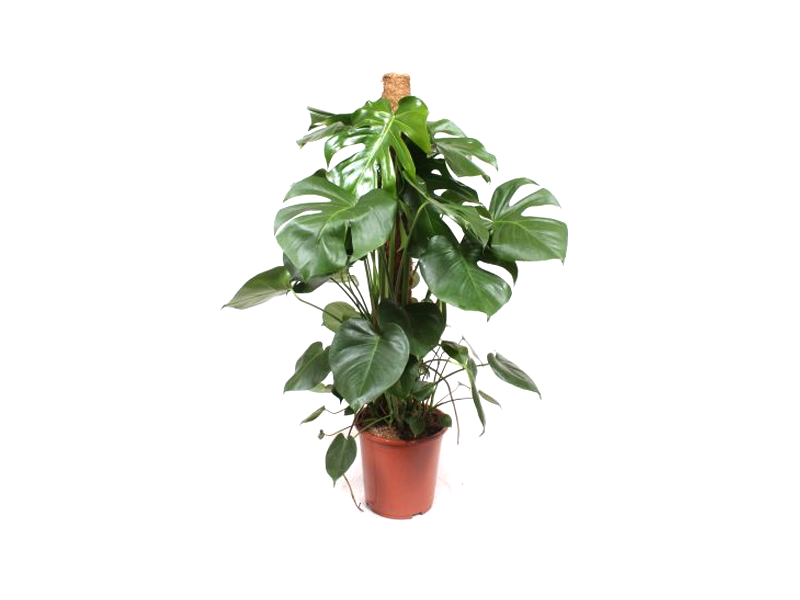 Monstera Deliciosa