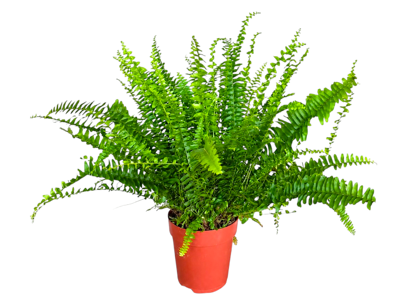Nephrolepis Exaltata